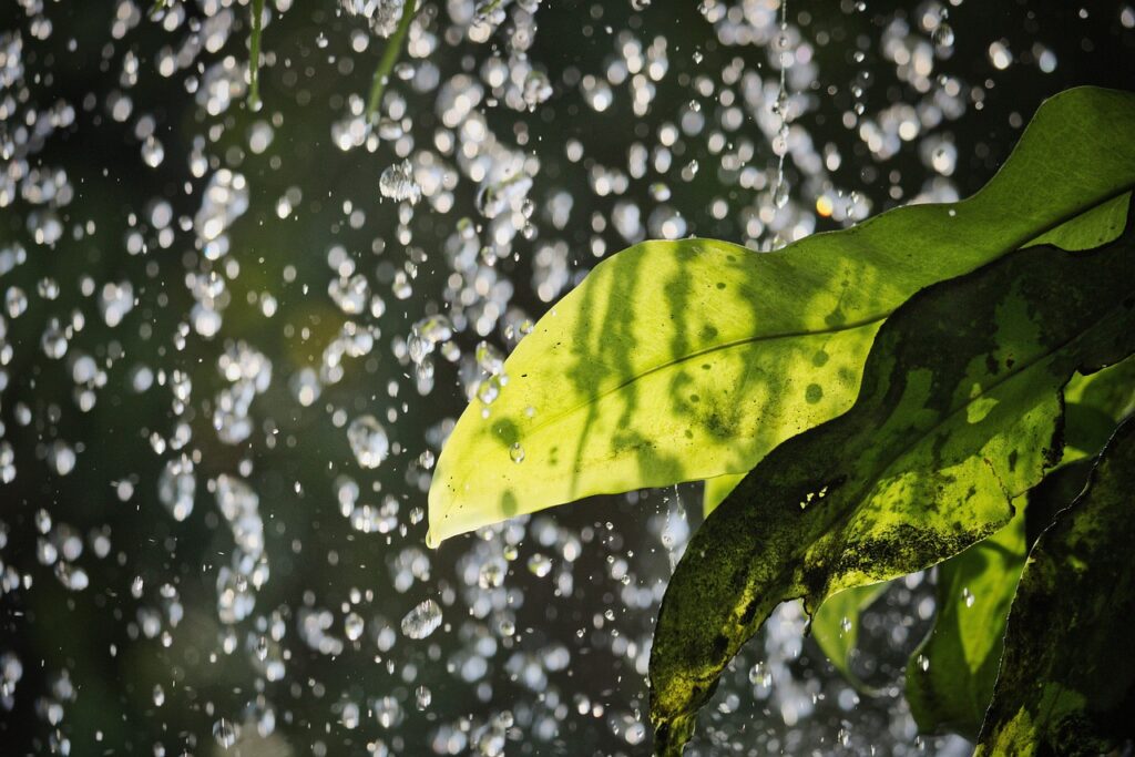 Diversità della flora e della fauna alle cascate del Rio Verde